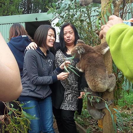 Fauna Australia Wildlife Retreat Lavers Hill Екстер'єр фото