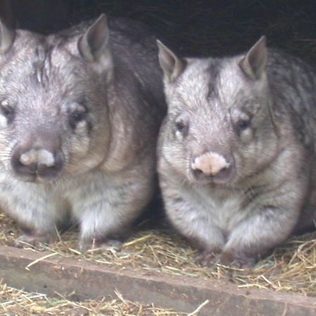 Fauna Australia Wildlife Retreat Lavers Hill Екстер'єр фото