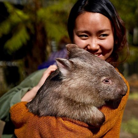 Fauna Australia Wildlife Retreat Lavers Hill Екстер'єр фото