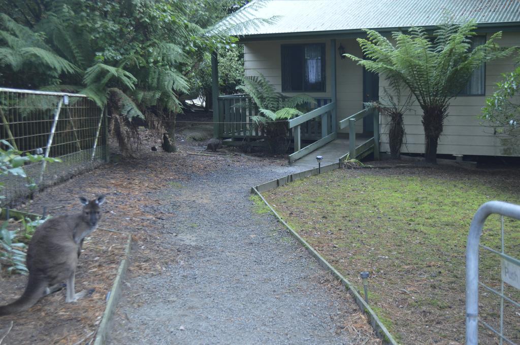 Fauna Australia Wildlife Retreat Lavers Hill Екстер'єр фото