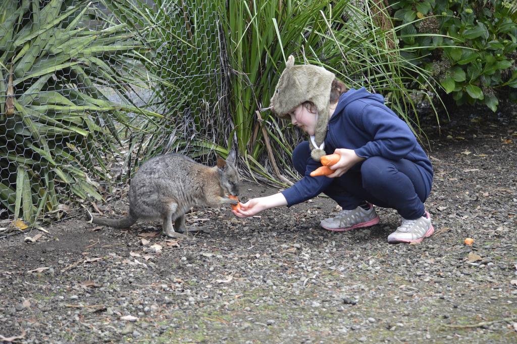Fauna Australia Wildlife Retreat Lavers Hill Екстер'єр фото