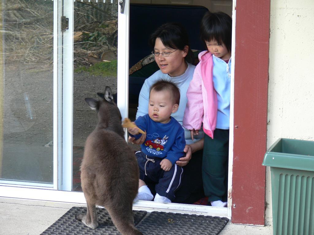 Fauna Australia Wildlife Retreat Lavers Hill Екстер'єр фото