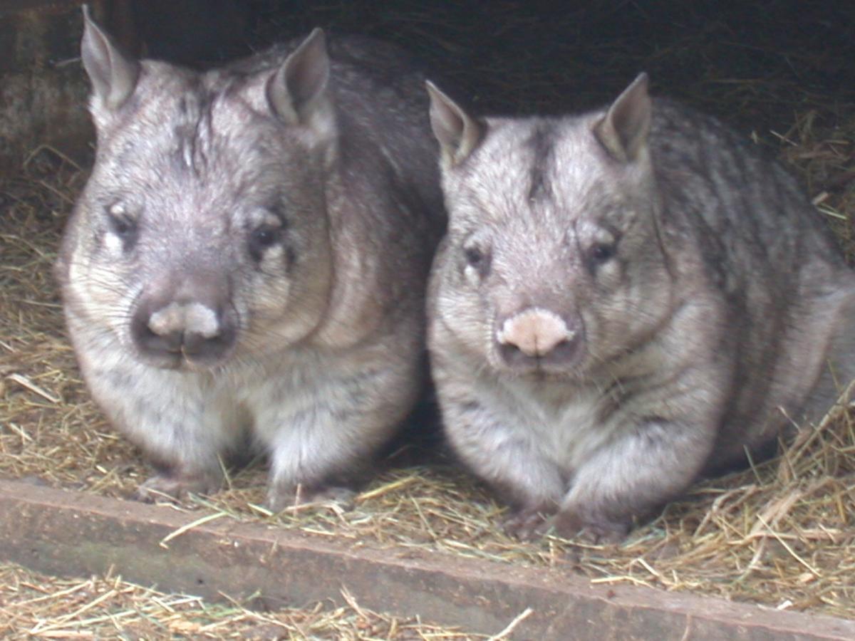 Fauna Australia Wildlife Retreat Lavers Hill Екстер'єр фото
