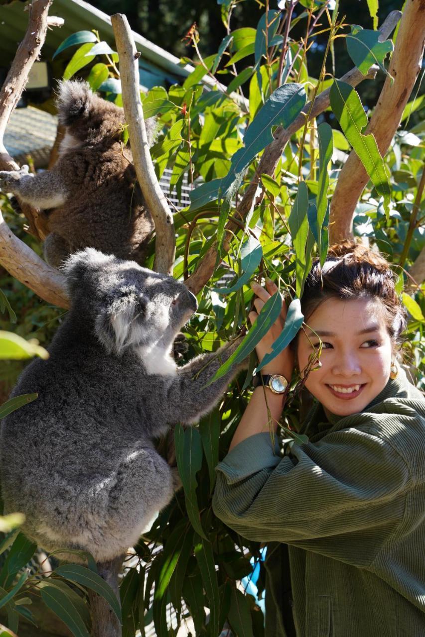 Fauna Australia Wildlife Retreat Lavers Hill Екстер'єр фото